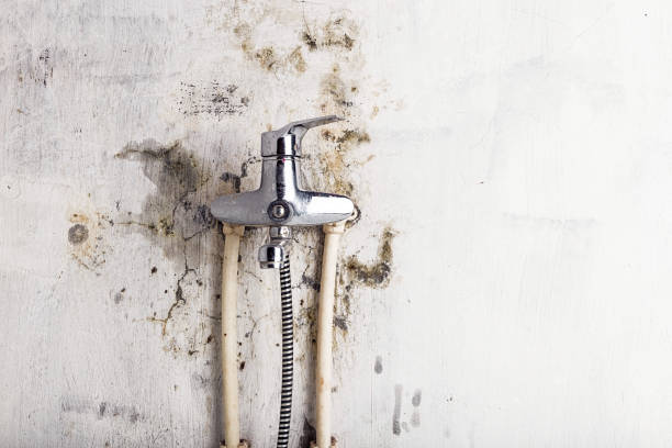 Best Mold Removal Near Me  in Elbow Lake, MN