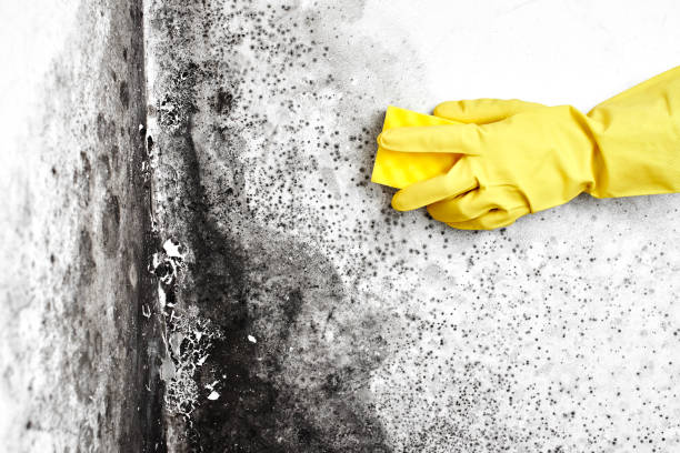 Best Certified Mold Removal  in Elbow Lake, MN