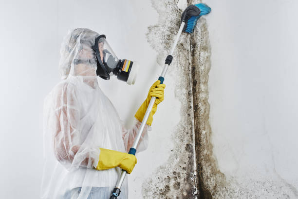 Best Residential Mold Removal  in Elbow Lake, MN