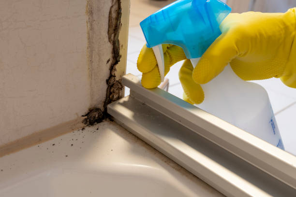 Best Commercial Mold Removal  in Elbow Lake, MN