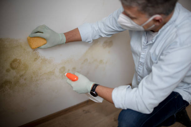 Best Emergency Mold Removal  in Elbow Lake, MN