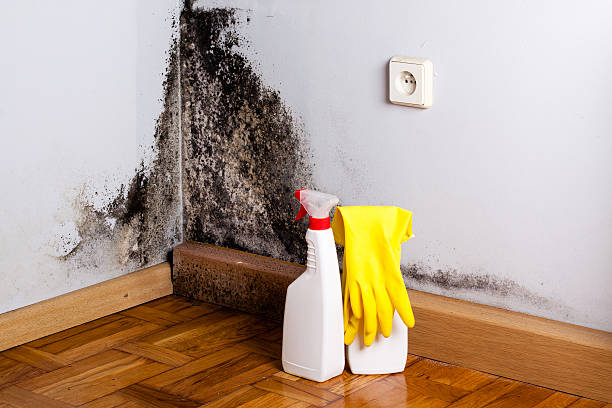 Mold Removal and Inspection in Elbow Lake, MN