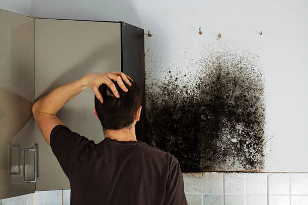 Best Toxic Mold Removal  in Elbow Lake, MN